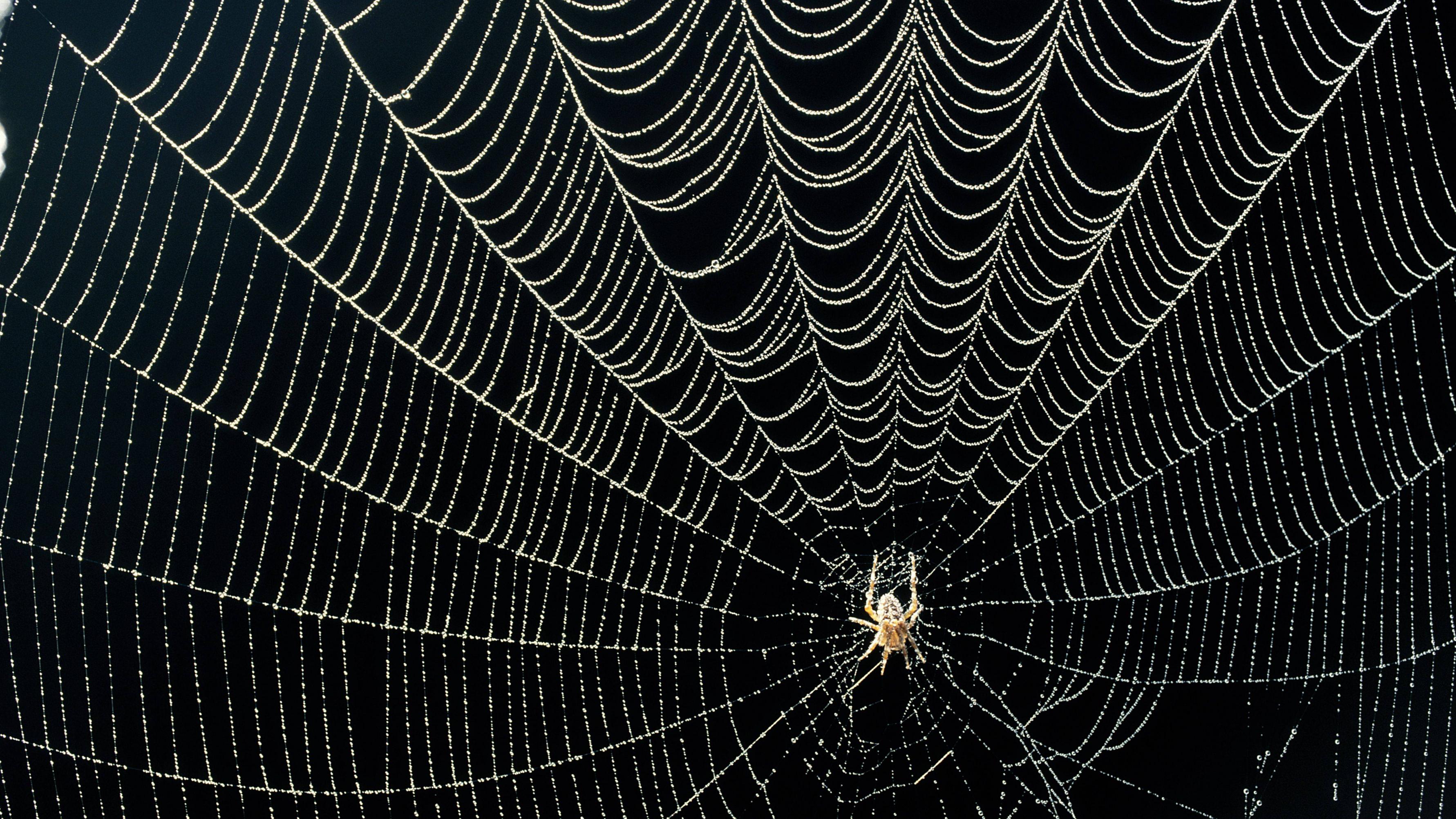 web